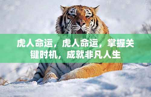 虎人命运,抓住关键时机,成就非凡人生之路
