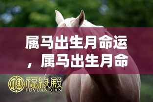 属马出生月份与命运差异揭秘,不同月份出生的属马人运势详解