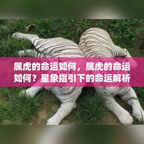 星象揭秘，属虎人的命运解析与未来展望