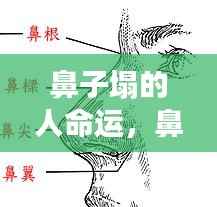 星座运势下的个性解读,鼻子塌的人命运展望