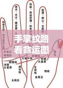 手掌纹路命运图解,揭秘命运奥秘的探秘之旅