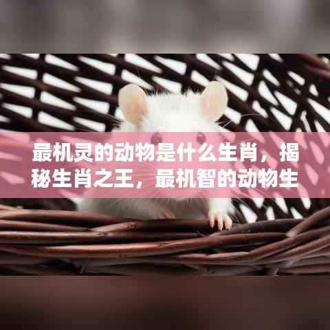 揭秘生肖之王,最机智的动物生肖揭秘