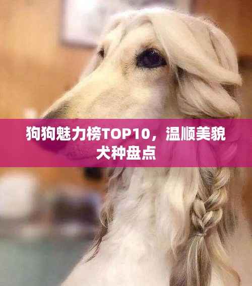 狗狗魅力榜TOP10,温顺美貌犬种盘点