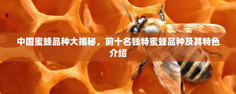 中国蜜蜂品种大揭秘，前十名独特蜜蜂品种及其特色介绍